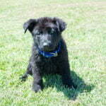 Full Breed German Shepherd Puppies for Sale