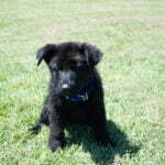 Full Breed German Shepherd Puppies for Sale