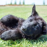black german shepherd puppies for sale