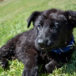 black and red german shepherd for sale