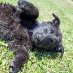 black and red german shepherd for sale