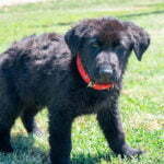 all black german shepherd puppies for sale
