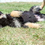 Jericho & Betty Black & Tan Female German Shephard Puppies For Sale