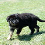 Jericho & Betty Black & Tan Female German Shephard Puppies For Sale