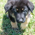 Jericho & Betty Black & Tan Female German Shephard Puppies For Sale