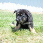 Jericho & Betty Black & Tan Female German Shephard Puppies For Sale