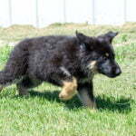 Jericho & Betty Black & Tan Female German Shephard Puppies For Sale