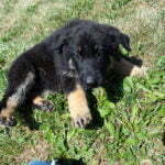 Jericho & Betty Black & Tan Female German Shephard Puppies For Sale