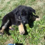 Jericho & Betty Black & Tan Female German Shephard Puppies For Sale