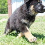 Jericho & Betty Black & Tan Female German Shephard Puppies For Sale