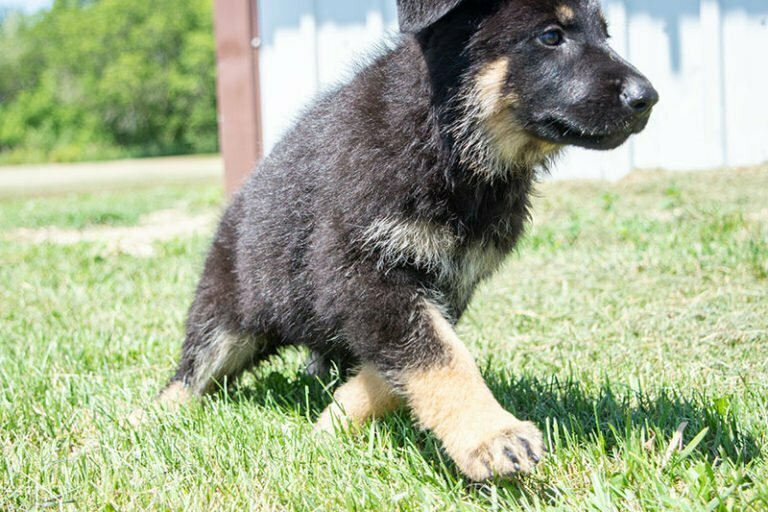 Jericho & Betty Black & Tan Female German Shephard Puppies For Sale