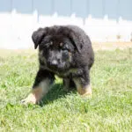 Jericho & Betty Black & Tan Female German Shephard Puppies For Sale