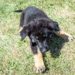 Jericho & Betty Black & Tan Female German Shephard Puppies For Sale