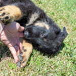 Jericho & Betty Black & Tan Female German Shephard Puppies For Sale