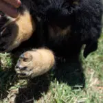 Jericho & Betty Black & Tan Female German Shephard Puppies For Sale