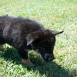 Jericho & Betty Black & Tan Female German Shephard Puppies For Sale