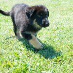 Jericho & Betty Black & Tan Female German Shephard Puppies For Sale