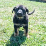 Jericho & Betty Black & Tan Male German Shephard Puppies For Sale