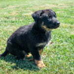 Jericho & Betty Black & Tan Male German Shephard Puppies For Sale