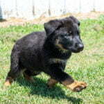 Jericho & Betty Black & Tan Male German Shephard Puppies For Sale