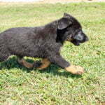 Jericho & Betty Black & Tan Male German Shephard Puppies For Sale