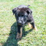 Jericho & Betty Black & Tan Male German Shephard Puppies For Sale