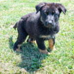 Jericho & Betty Black & Tan Male German Shephard Puppies For Sale