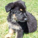 Jericho & Betty Black & Tan Male German Shephard Puppies For Sale