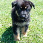 Jericho & Betty Black & Tan Male German Shephard Puppies For Sale