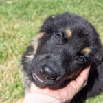 Jericho & Betty Black & Tan Male German Shephard Puppies For Sale