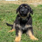 Jericho & Betty Black & Tan Male German Shephard Puppies For Sale