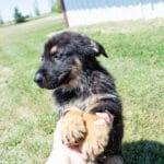 Jericho & Betty Black & Tan Male German Shephard Puppies For Sale