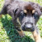 Jericho & Betty Black & Tan Male German Shephard Puppies For Sale