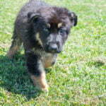 Jericho & Betty Black & Tan Male German Shephard Puppies For Sale