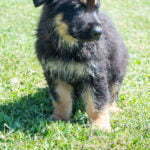 Jericho & Betty Black & Tan Male German Shephard Puppies For Sale