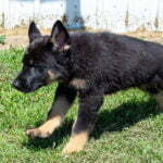 Jericho & Betty Black & Tan Male German Shephard Puppies For Sale