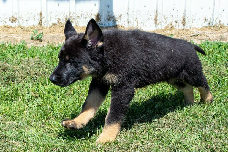 Jericho & Betty Black & Tan Male German Shephard Puppies For Sale