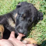 Jericho & Betty Black & Tan Male German Shephard Puppies For Sale
