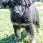 Jericho & Betty Black & Tan Male German Shephard Puppies For Sale