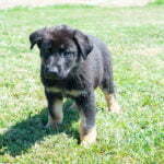 Jericho & Betty Black & Tan Male German Shephard Puppies For Sale