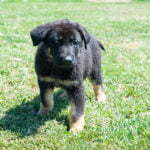 Jericho & Betty Black & Tan Male German Shephard Puppies For Sale