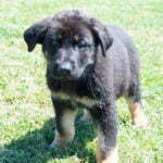 Jericho & Betty Black & Tan Male German Shephard Puppies For Sale