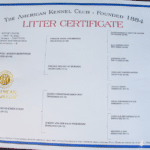 Jericho-Betty-german-shephard-certification-July-2021