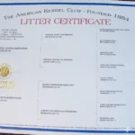 Jericho-Betty-german-shephard-certification-July-2021