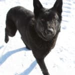 Jigger All Black Male German Shepherd Dog