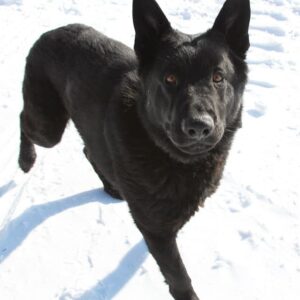 Jigger All Black Male German Shepherd Dog