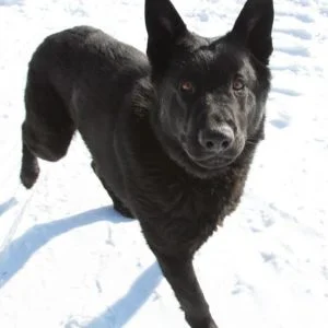 Jigger All Black Male German Shepherd Dog