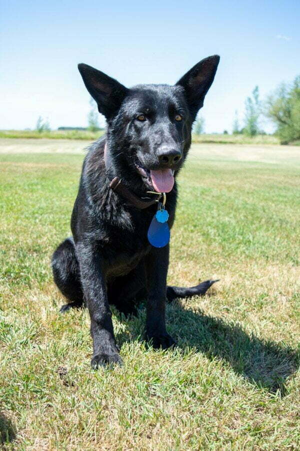 Jigger All Black Male German Shepherd Dog