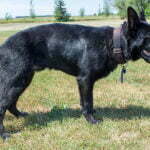 Jigger All Black Male German Shepherd Dog