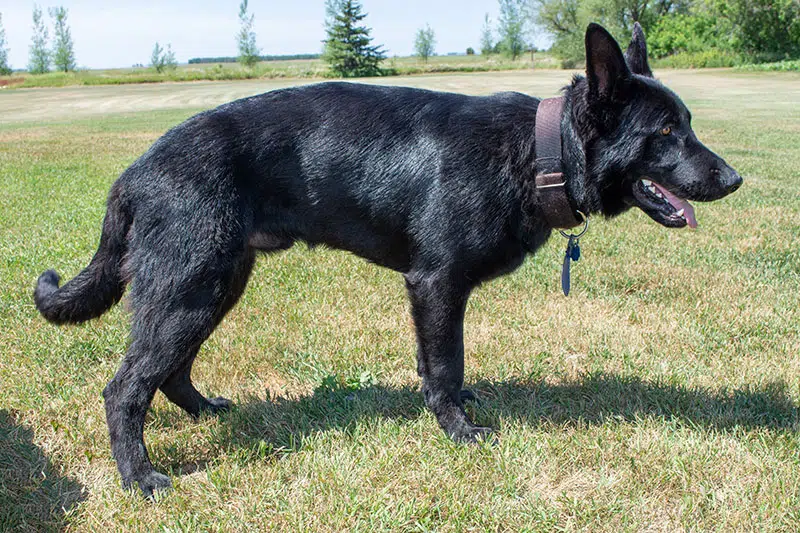 Jigger All Black Male German Shepherd Dog Jigger All Black Male German Shepherd Dog
